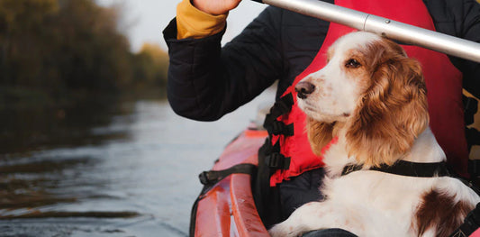 Can I Take My Dog Kayaking?